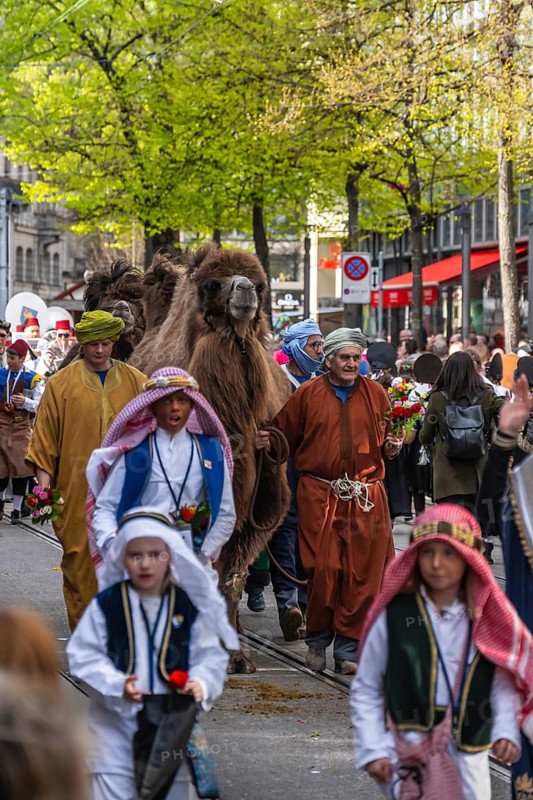 Parade of historically costumed guild members, guild members with camel, Zunft zum Kämbel, Sechseläuten or Sächsilüüte, Zurich Spring Festival, Zurich, Switzerland