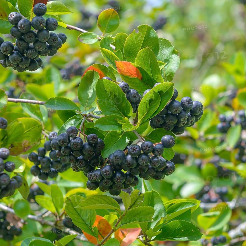 Chokeberry (Aronia × prunifolia 'Viking'),  Germany