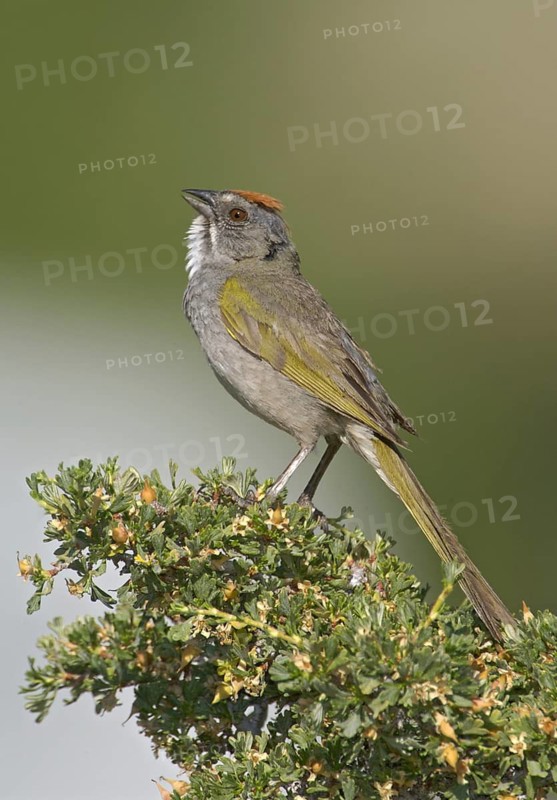 Green-tailed Towhee (Pipilo chlorurus), California, USA