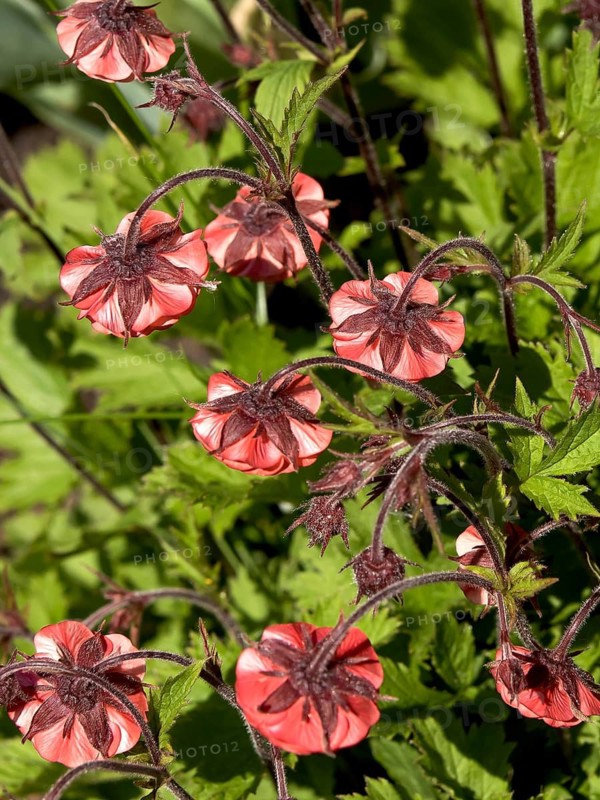 Carnation root (Geum rivale 'Flames of Passion')