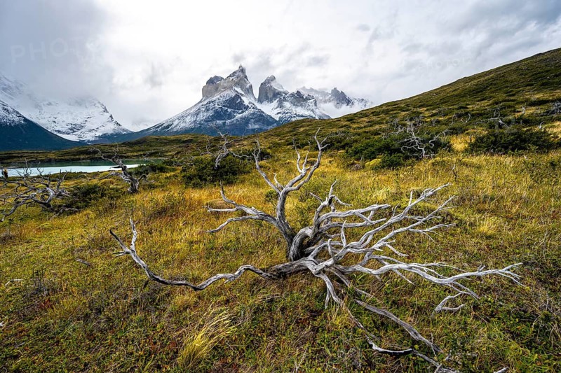 Enchanted dead trees, Cuernos del Paine mountain range in autumn, Torres del Paine National Park, Magallanes region, Chile