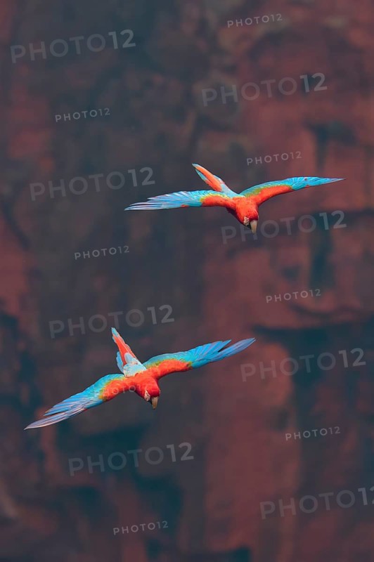 Two colourful parrots fly through the air, flanked by an imposing red rocky landscape: the green-winged macaw, or scarlet macaw (Ara chloroptera), Buraco Das Araras, Bonito, Pantanal, Brazil