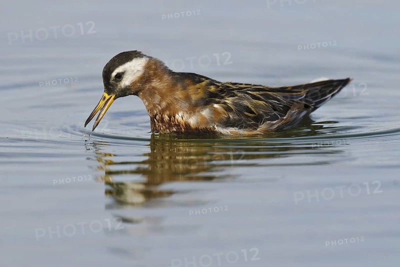 Red Phalarope (Phalaropus fulicarius), Arizona, USA