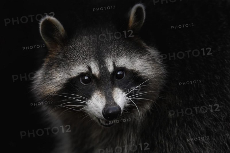 Raccoon (Procyon lotor), portrait, Hesse, Germany