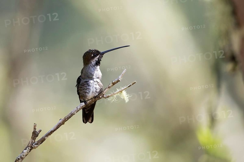 Long-billed Starthroat (Heliomaster longirostris longirostris) female perched on a branch, Antioquia, Colombia
