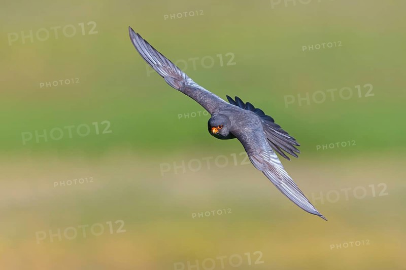 Red-footed Falcon, (Falco vespertinu), flight photo, falcon family, Tower Hide, Tiszaalpár, Kiskunsági National Park, Bács-Kiskun, Hungary