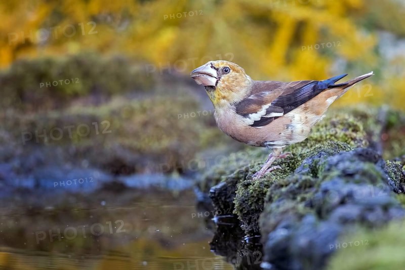Hawfinch (Coccothraustes coccothraustes) juvenile at waterhole, Saxony-Anhalt, Germany