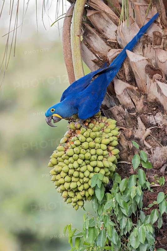 Hyacinth Macaw (Anodorhynchus hyacinthinus) perched on a branch in the Pantanal of Brazil
