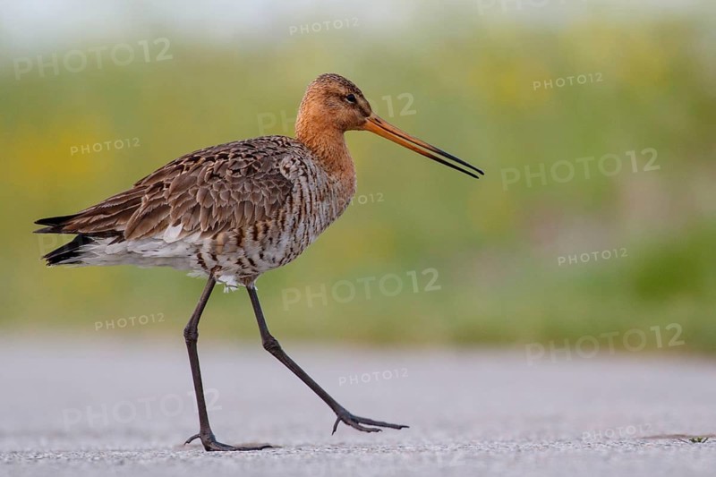 Black-tailed Godwit (Limosa limosa), Netherlands
