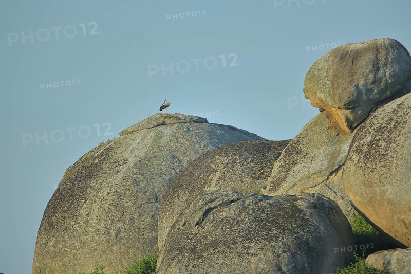 White stork (Ciconia ciconia) on a large rock, rock formation, stone, size comparison, XXL, Los Barruecos, Malpartida de Caceres, Caceres, Extremadura, Spain