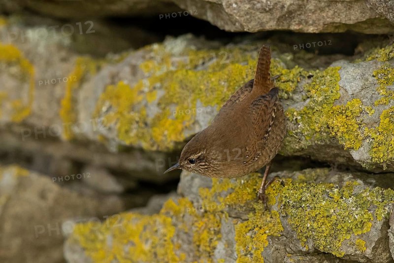 Eurasian Wren (Troglodytes troglodytes), Smaland, Sweden