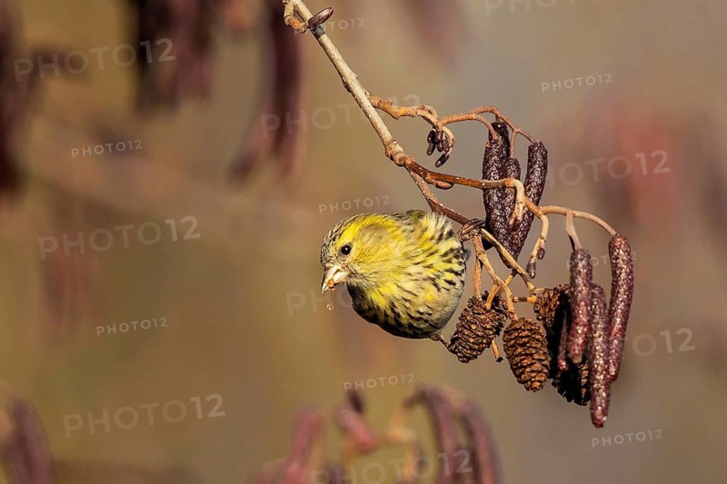 Eurasian Siskin (Spinus spinus) female perched on a branch, Baden-Wuerttemberg, Germany
