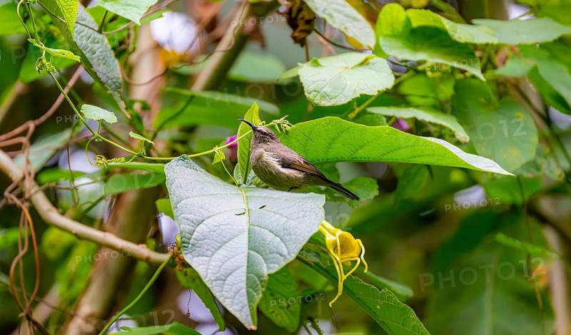 Olive-bellied Sunbird (Cinnyris chloropygius), female sitting on a leaf, Mgahinga Gorilla National Park, Western Region, Uganda