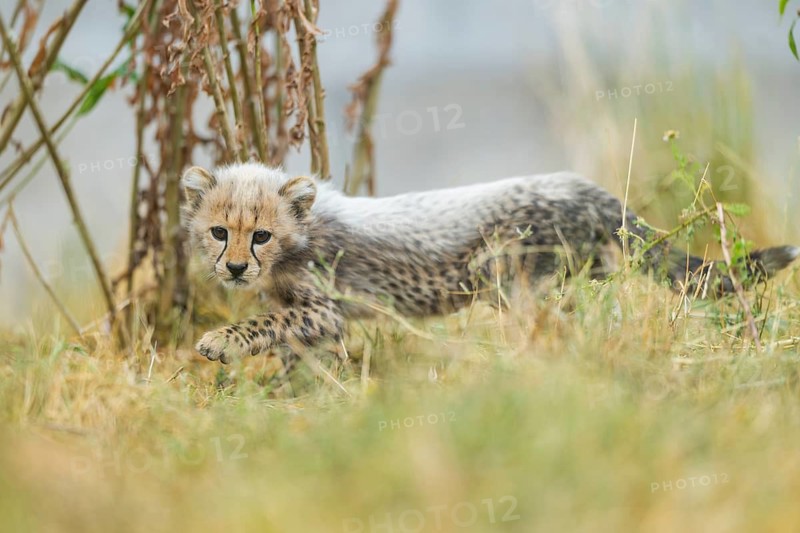 Cheetah (Acinonyx jubatus) youngster walking on a meadow, captive, occurrence Africa