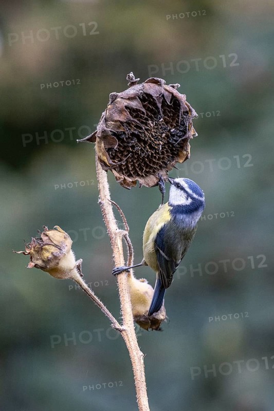 Blue tit (Parus caerulea), Emsland, Lower Saxony, Germany