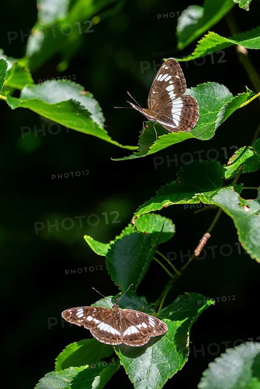 Small kingfisher, Ladoga camilla, limenitis camilla, white admiral, butterfly, high size, portrait format, insects, butterfly, butterflies