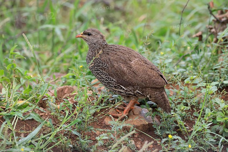 Natal Francolin (Pternistis natalensis), adult, on the ground, foraging, alert, Pilanesberg National Park, North West Province, South Africa