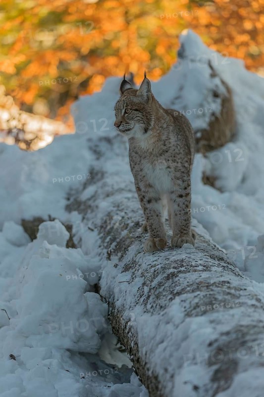 One young male Eurasian lynx, (Lynx lynx), balancing over a snow covered fallen tree in a forest in early morning light