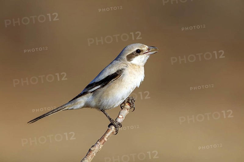 Animals, birds, shrike, great grey shrike, great grey shrike, (Lanius meridionalis), animals, birds, shrike family, perch, biotope, habitat, Middle East, Salalah, Dhofar, Oman
