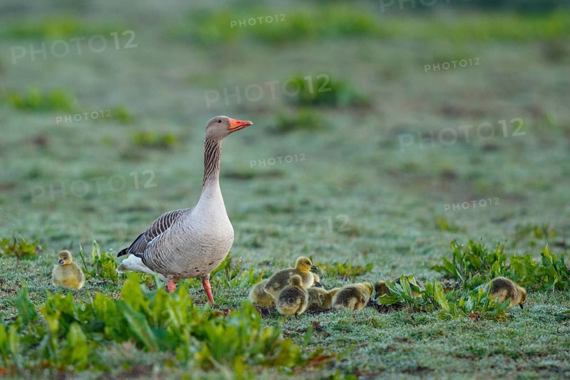 Greylag Goose (Anser anser) with chicks, Netherlands