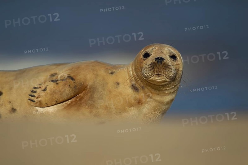 Atlantic grey seal (Halichoerus grypus) adult animal resting on the sand of a beach, England, United Kingdom