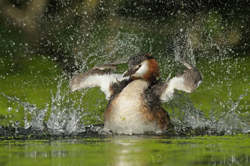 Great Crested Grebe (Podiceps cristatus), North Rhine-Westphalia, Germany
