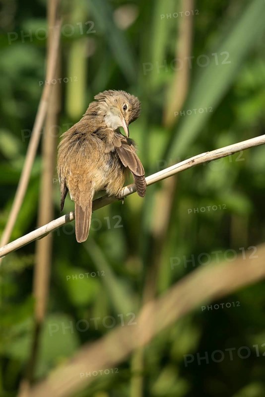 Acrocephalus scirpaceus, reed warbler, birds, plumage care, high size, portrait format, passeri, preening, songbirds, birds, warbler