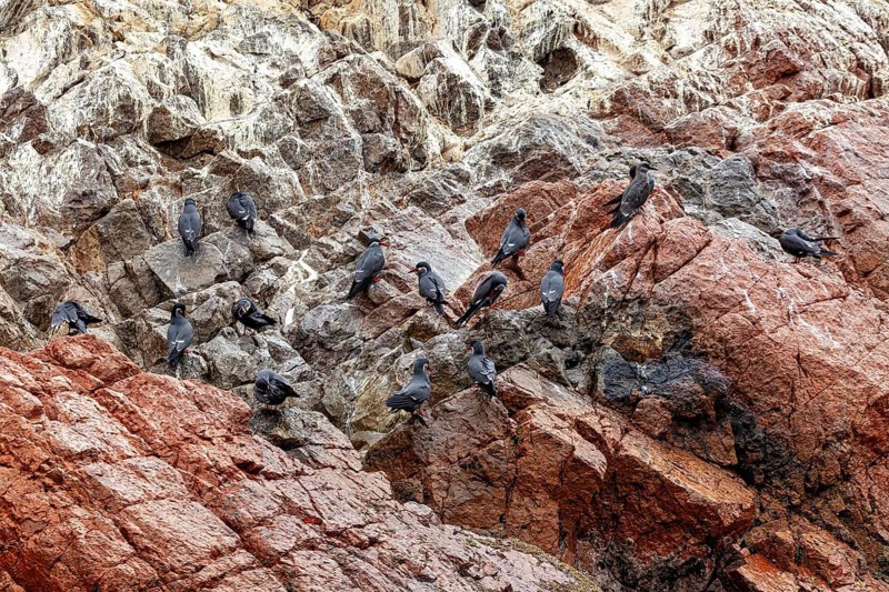 Flocks of black birds perch on rugged, reddish-grey rocks, the Inca tern on the rocks of the Ballestas Islands off Paracas in Peru (Larosterna inca)