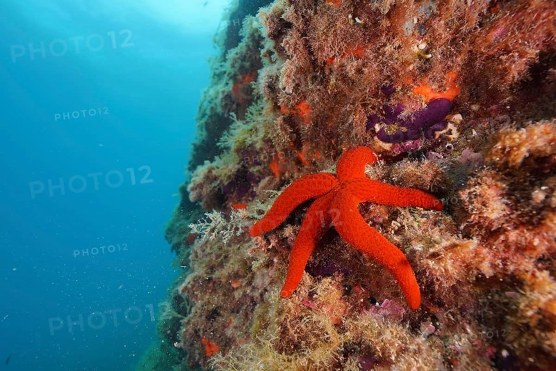 Purple star (Echinaster sepositus)