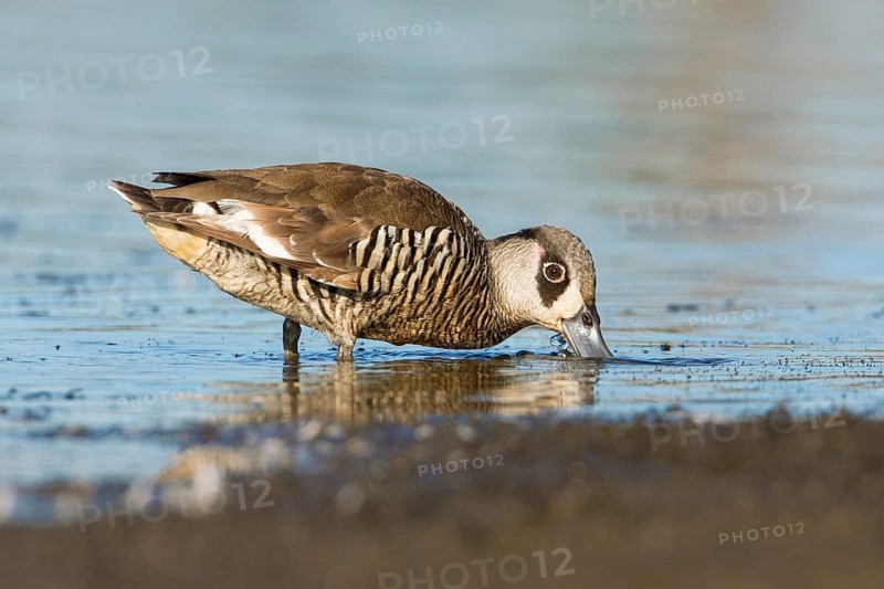 Pink-eared Duck (Malacorhynchus membranaceus) foraging, Victoria, Australia
