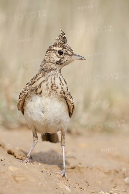 Crested Lark (Galerida cristata), Croatia