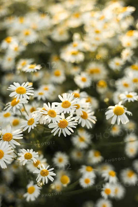 A gentle and detailed close-up of white chamomile flowers with bright yellow centers, flourishing in a dense, green field