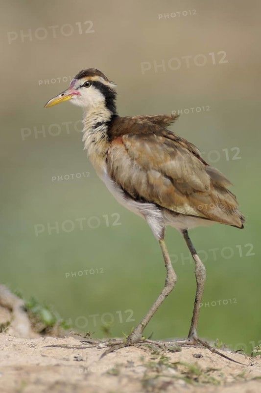 Wattled Jacana (Jacana jacana) juvenile, Pantanal, Brazil
