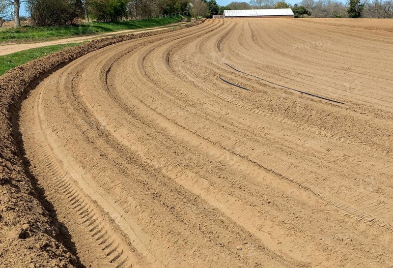 Deep furrows prepared for planting potato crop in sandy soil, Butley, Suffolk, England, UK