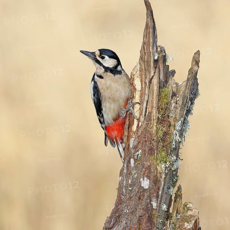 Great spotted woodpecker (Dendrocopos major), female, foraging on a tree stump overgrown with moss and lichen in the forest, Wilnsdorf, North Rhine-Westphalia, Germany