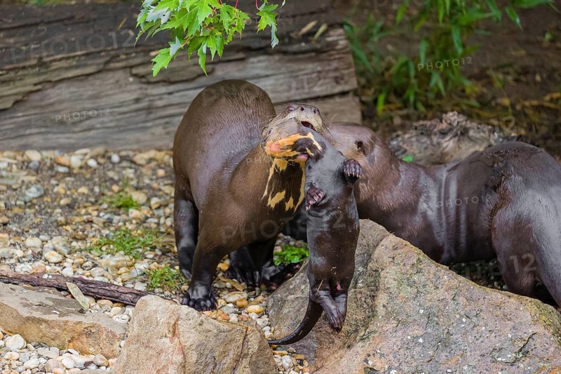 An adult giant otter or giant river otter (Pteronura brasiliensis) runs over rocks on the riverbank carrying a 2-month-old young around in its mouth