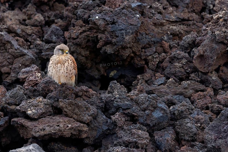 Kestrel, (Falco tinnunculus), perches on rocks, Canary Islands, animals, birds, falcons, foraging, lava rocks, Lanzarote, Canary Islands, Spain