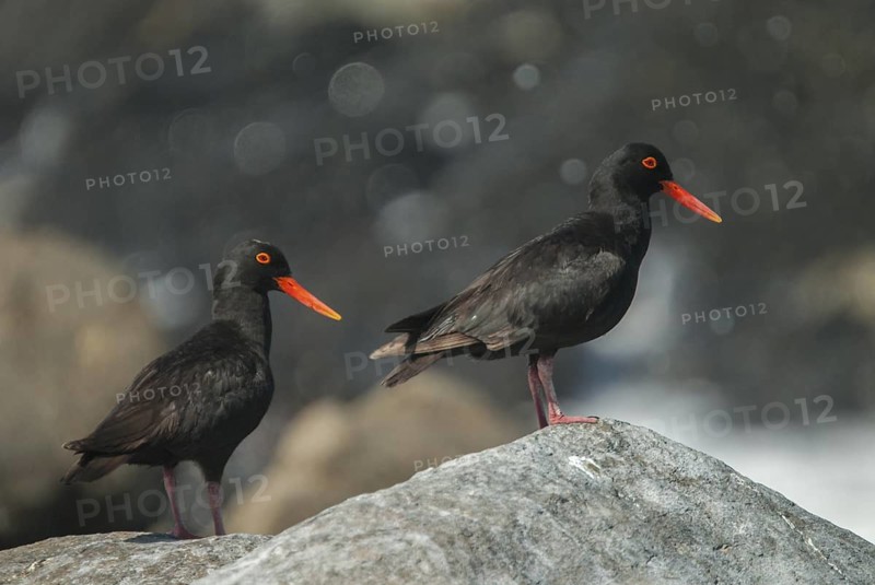 African Oystercatcher (Haematopus moquini), Western Cape, South Africa