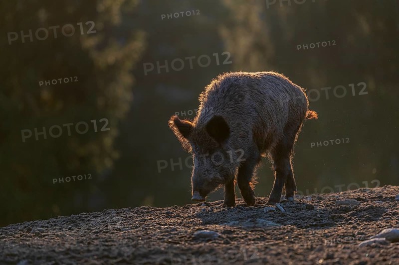 One wild boar or wild pig (Sus scrofa) walking over an opening. Strong backlit condition