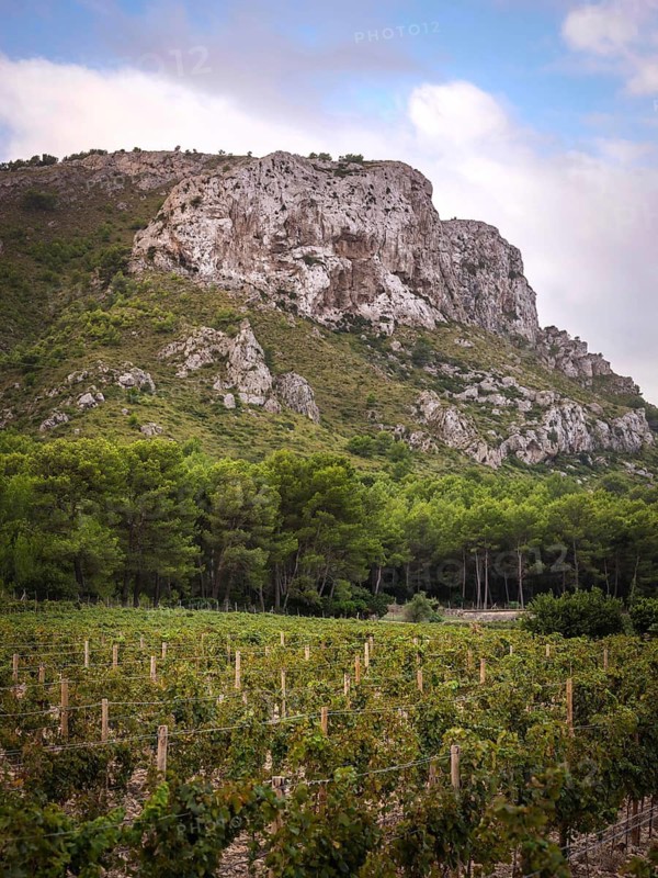 A serene vineyard stretches under a dramatic rocky mountain in Mallorca, Spain. Lush greenery and organized rows of grapevines thrive against the scenic backdrop