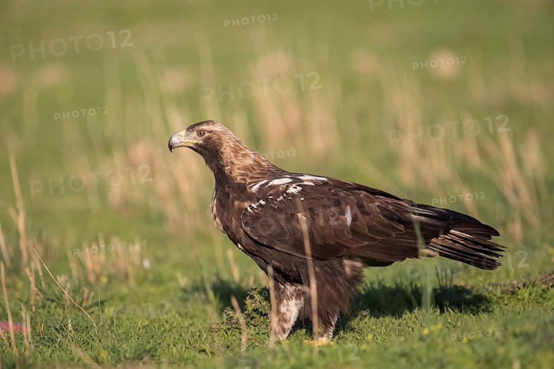 Iberian Eagle (Aquila adalberti), Spanish imperial eagle, Extremadura, Castilla La Mancha, Spain