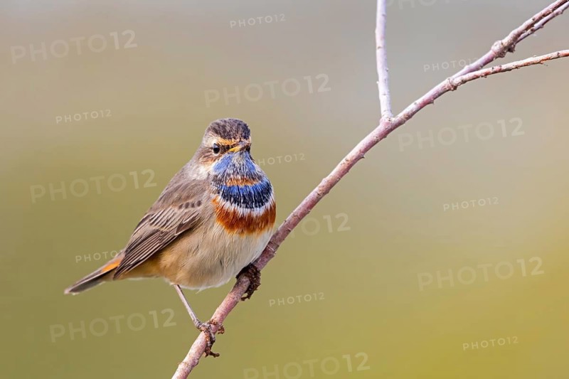 Bluethroat, (Luscinia svecica), (Luscinia svecicus), animals, birds, male, songbird, songbirds, flycatcher family, perch, Israel