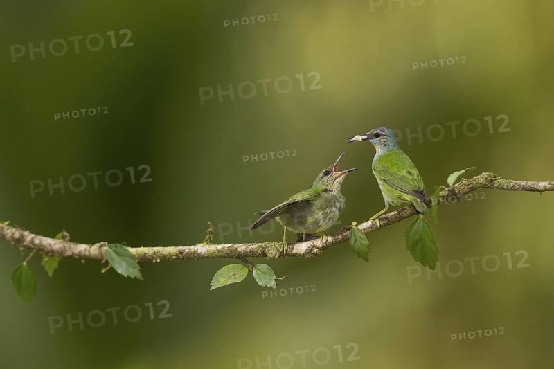 Female shining honeycreeper feeding chick