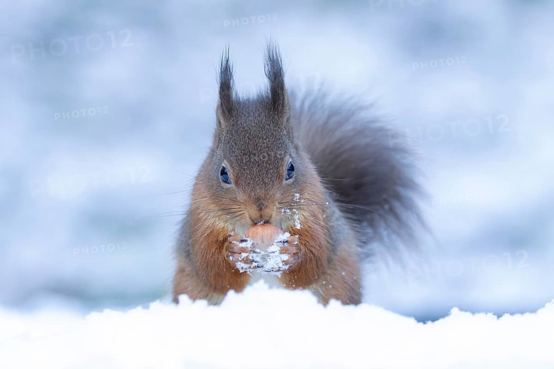 Red squirrel (Sciurus vulgaris) adult animal feeding on a hazel nut in snow in winter, England, United Kingdom