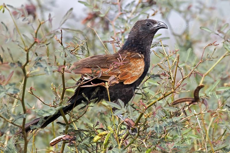 Lesser Coucal (Centropus bengalensis), Changi Cove, Singapore