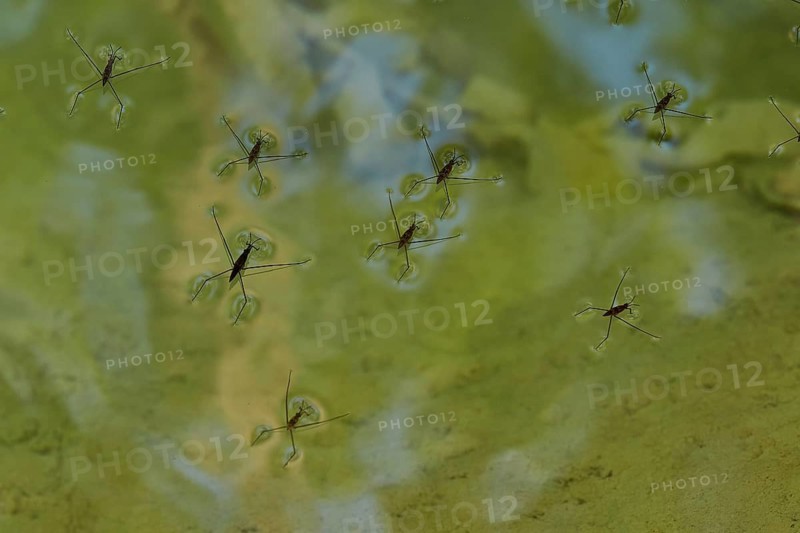 Several water striders (cursor aquaticus) glide over a green, calm water surface and create reflections, waterfalls, ponds, Polylimnio, Peloponnese, Greece