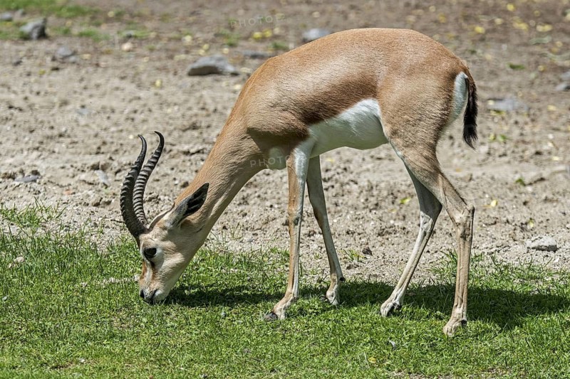 Dorcas gazelle (Gazella dorcas), ariel gazelle (Capra dorcas) grazing grass, native to semidesert climates of Africa and Arabia