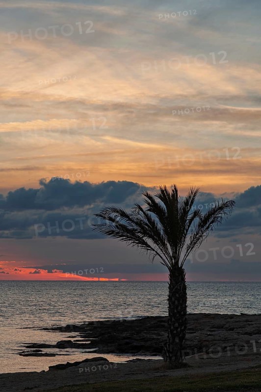 Palm tree on beach in front of sunset, Cyprus