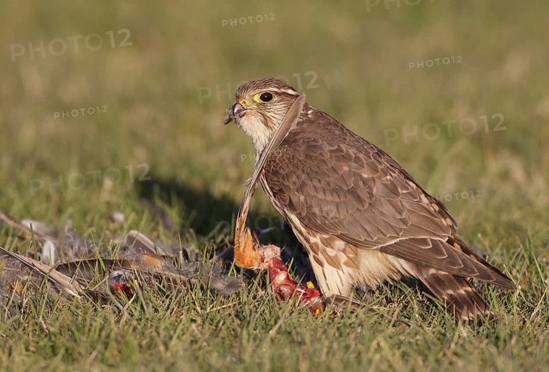Merlin (Falco columbarius) female plucks American Robin, Washington, USA