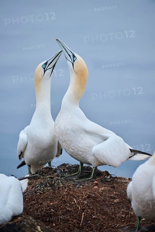 Northern gannet (Morus bassanus) couple greeting each other with their beaks, wildlife, Helgoland, Germany